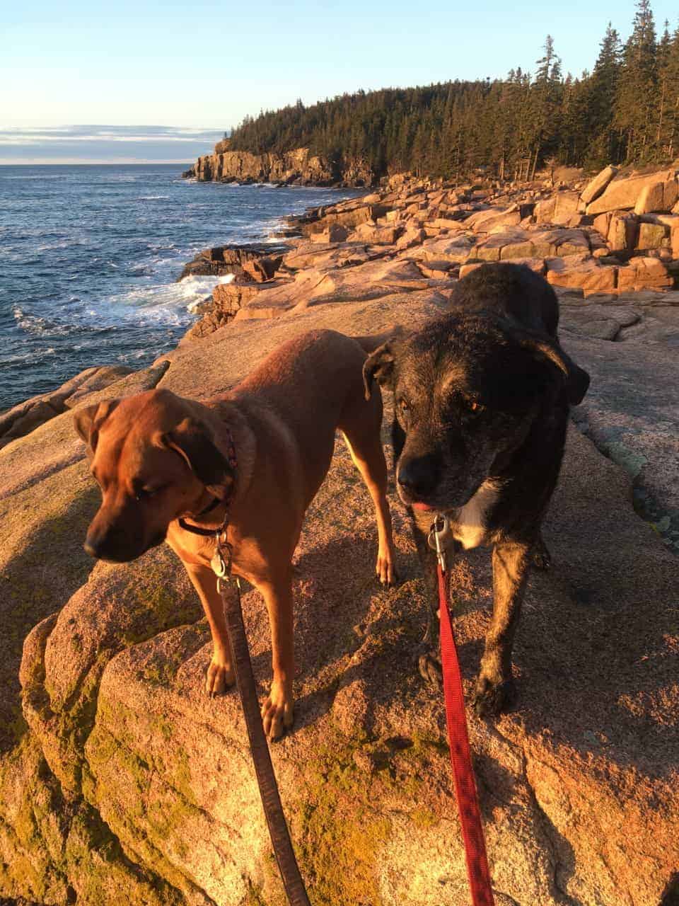 Dogs in New England on the coast at pet friendly Acadia National Park, Maine