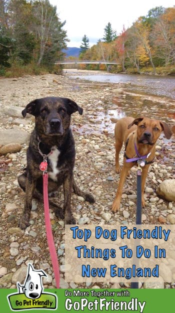 Dogs in New England on a pet friendly trail in the White Mountains, NH