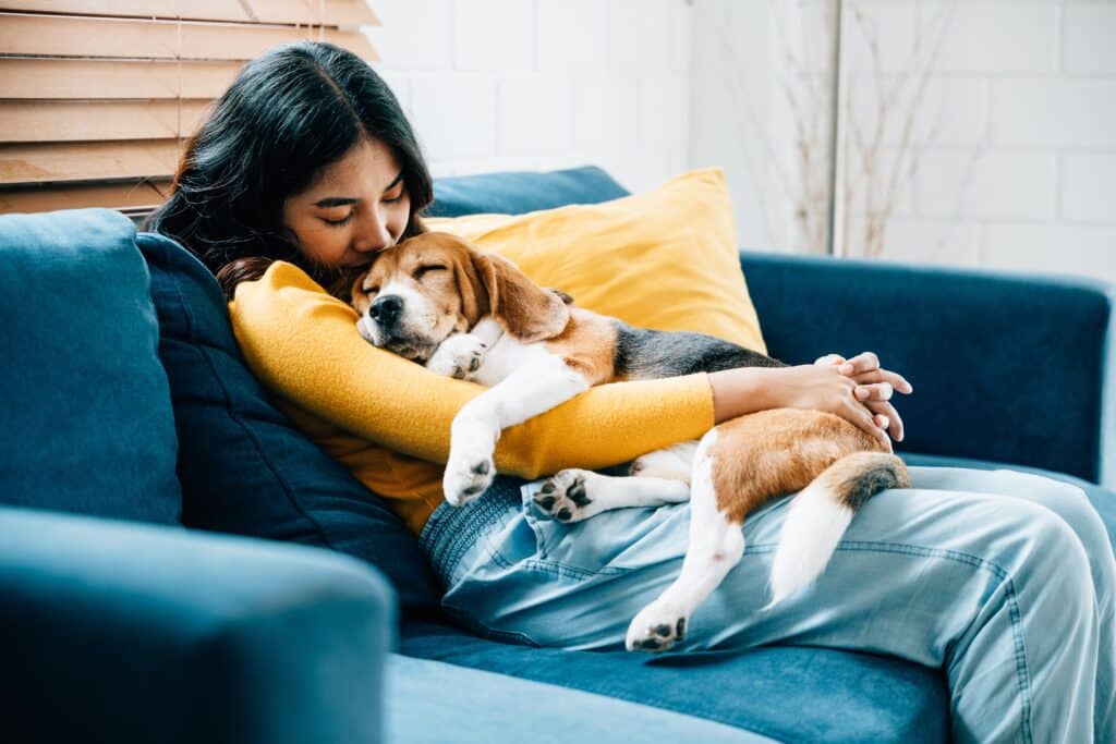 Adorable Beagle Dog Puppy Sleeping On Young Female Owner'S Shoulder.