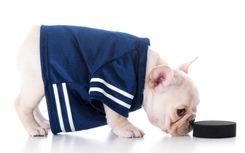 French bulldog puppy pushing a hockey puck with its nose.