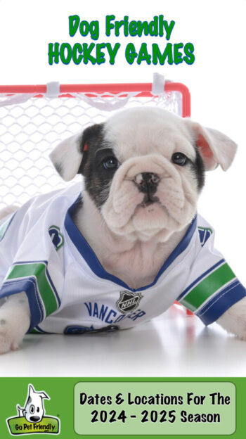 Black and white puppy in a hockey jersey going to a dog friendly hockey game