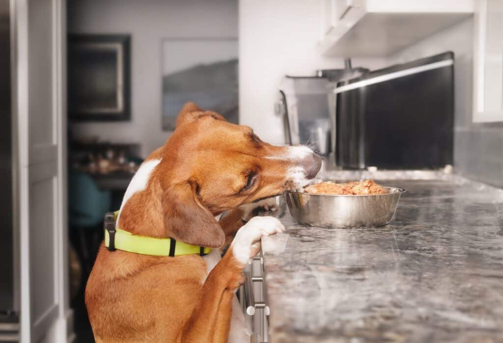 Dog Stealing Food From Kitchen Counter