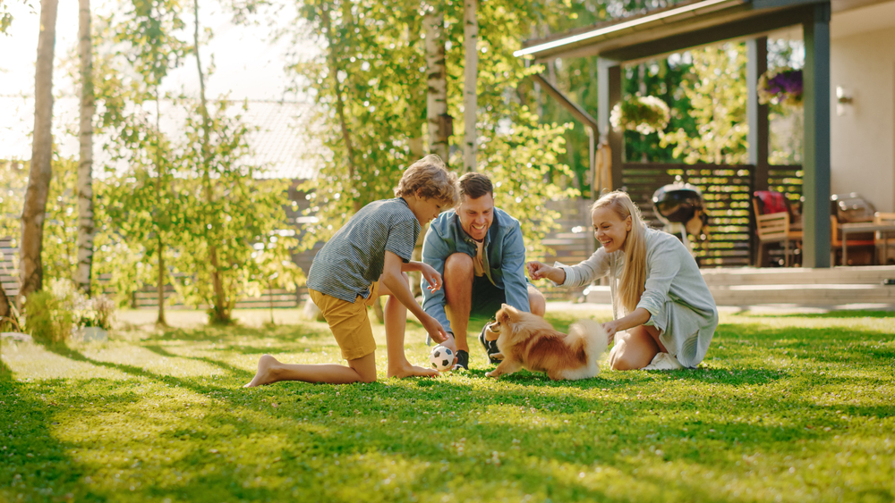 Family of Four Having fun Playing with Cute Little Pomeranian Dog In the Backyard