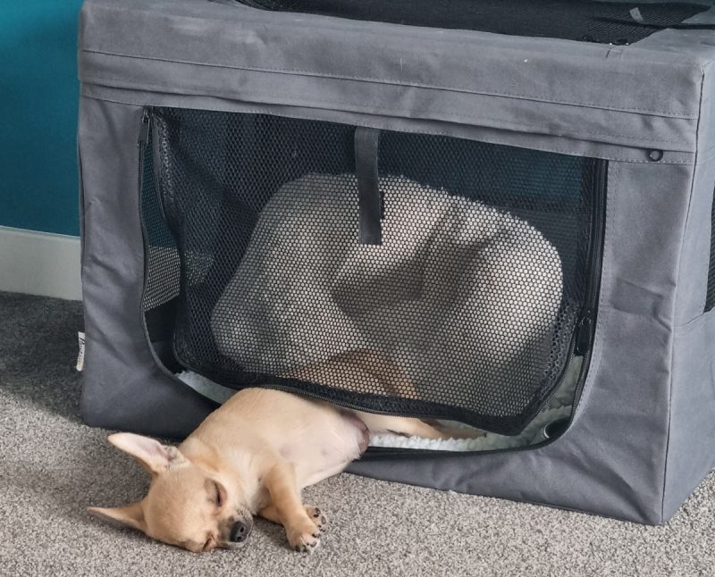 Fred enjoying a snooze in and out of his puppy crate