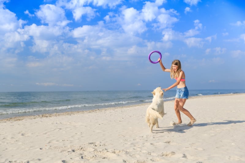 Girl playing with a playful Golden retriever on the beach