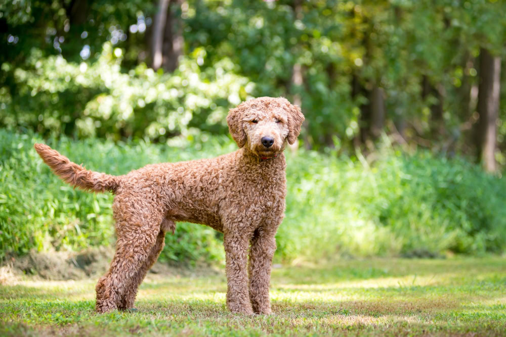 Goldendoodle in the park