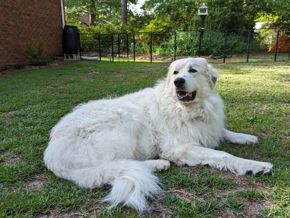 Great Pyrenees dog lying on the yard