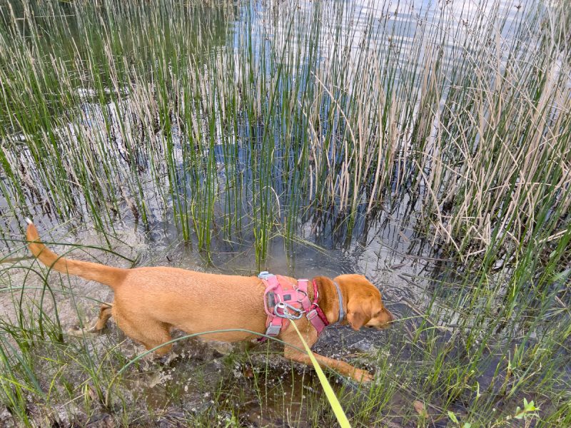 Hela looking for frogs in the lake