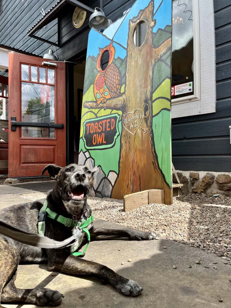 Dog on the pet friendly patio at Toasted Owl Cafe in Flagstaff, AZ