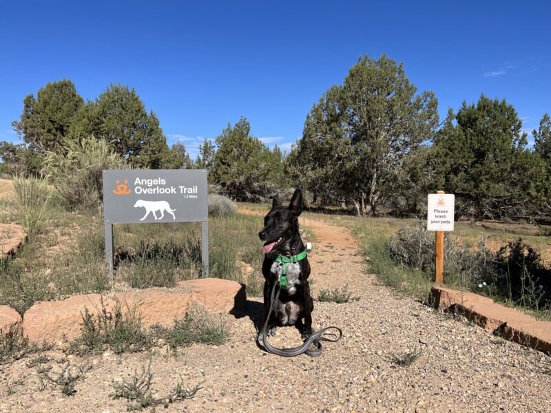 Brindle dog at Angels Overlook Trailhead in Best Friends Animal Sanctuary in Kanab, Utah