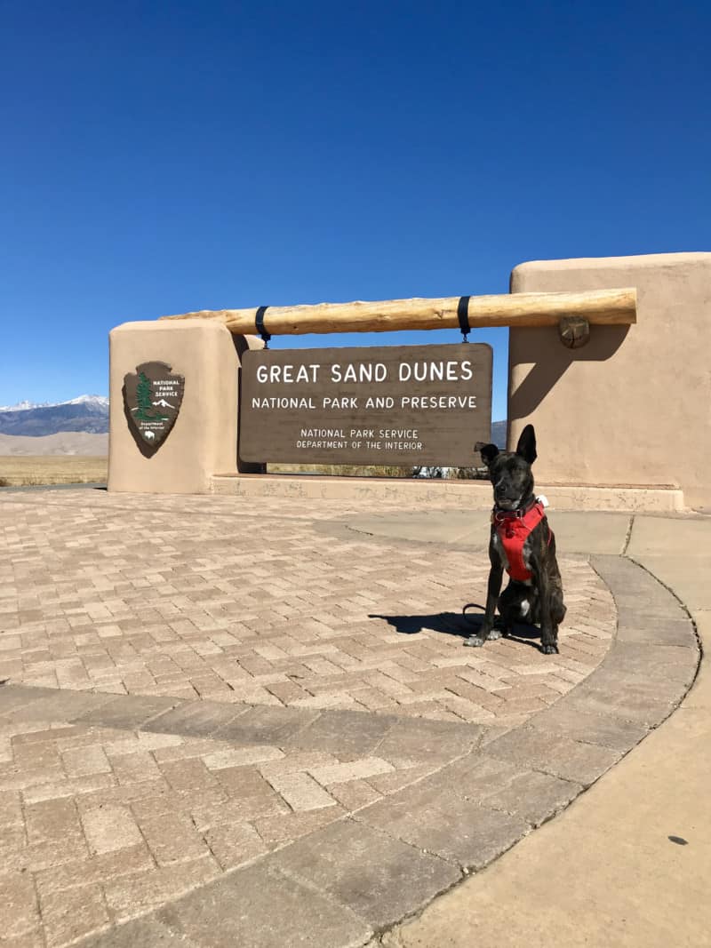 Brindle dog sitting beside the sign for Great Sand Dunes National Park in Colorado