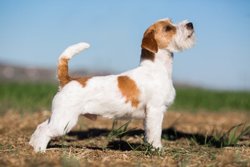 Jack Russell Terrier dog stands sideways