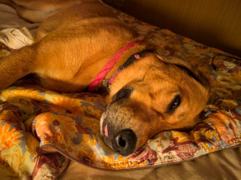 Lava lying on bed