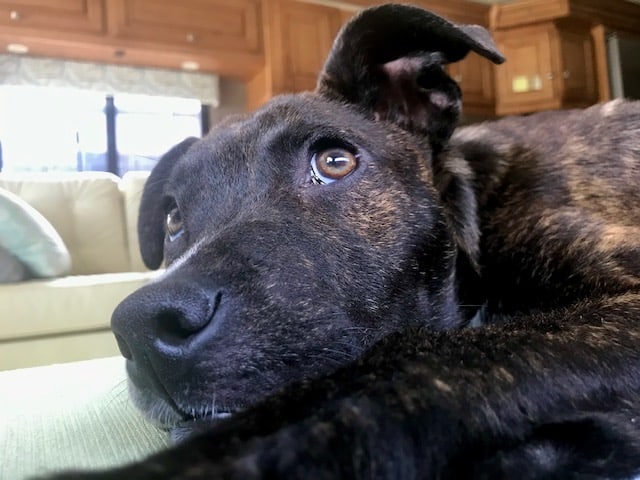 Close Up Photo of a Brindle Dog