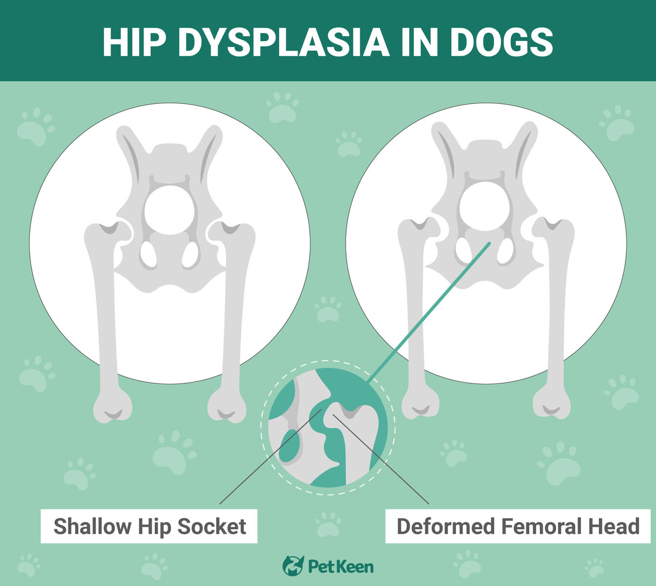 hip dysplasia in dogs