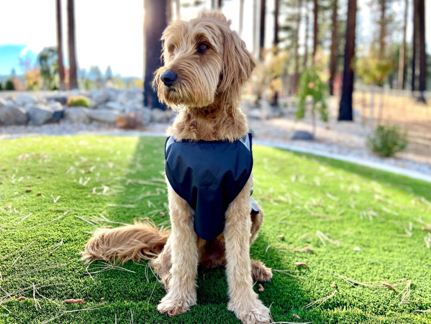 Proviz Explorer Dog Vest Review - front view of Micah wearing the vest