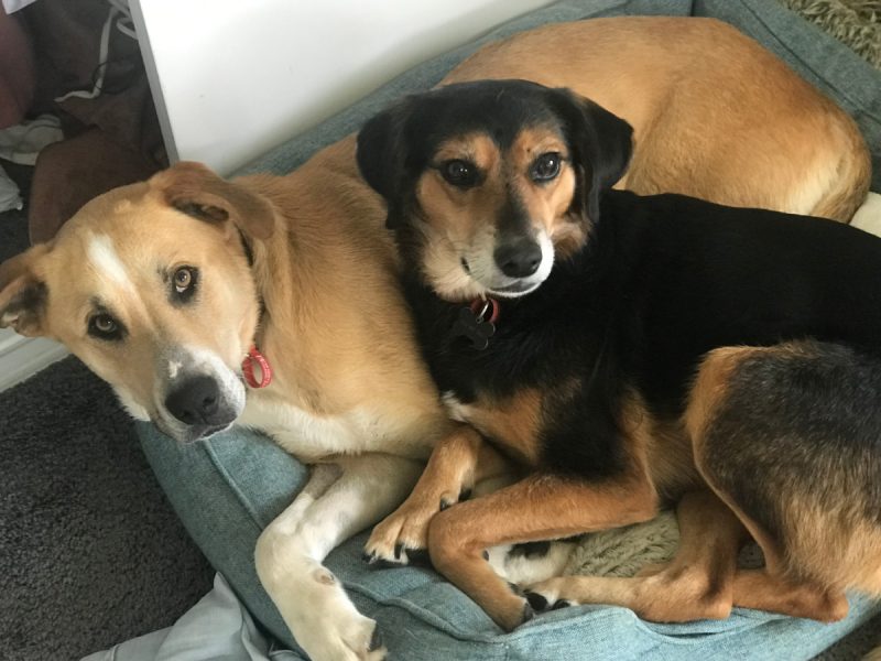 Rosa and Mac two days after Mac arrived, already sharing a bed (by Rosa's choice, not Mac's).