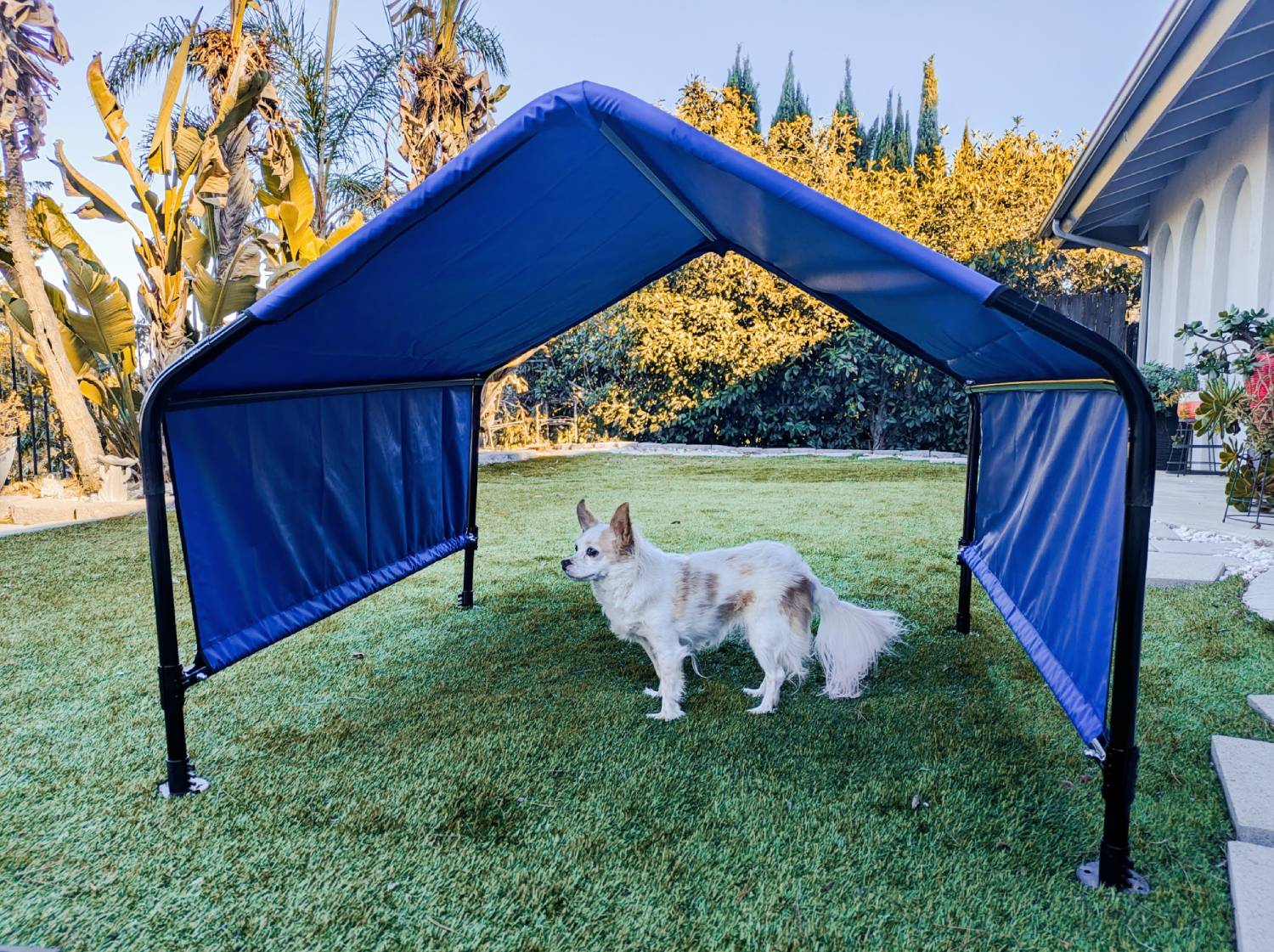 ShelterLogic Dog Shade Canopy Review - dog under the canopy outdoors