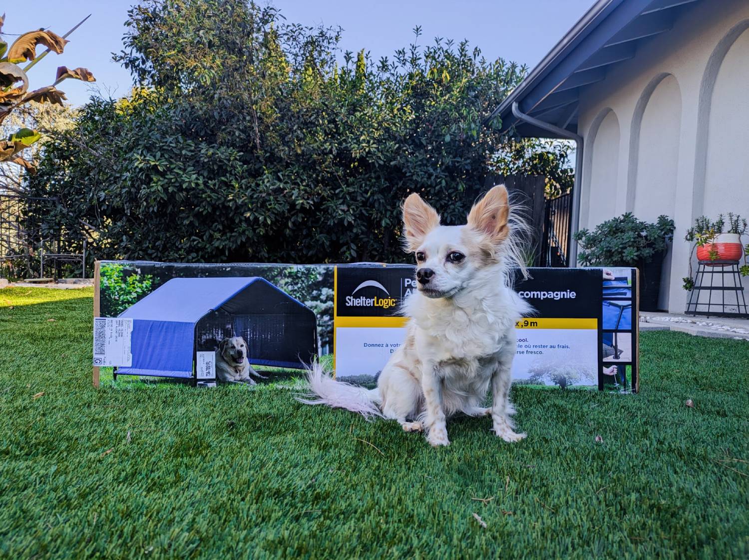 ShelterLogic Dog Shade Canopy Review - dog wiith packaging outdoors