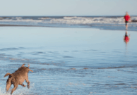 Teaching Your Dog How To Swim from the Pet Travel Experts at GoPetFriendly.com