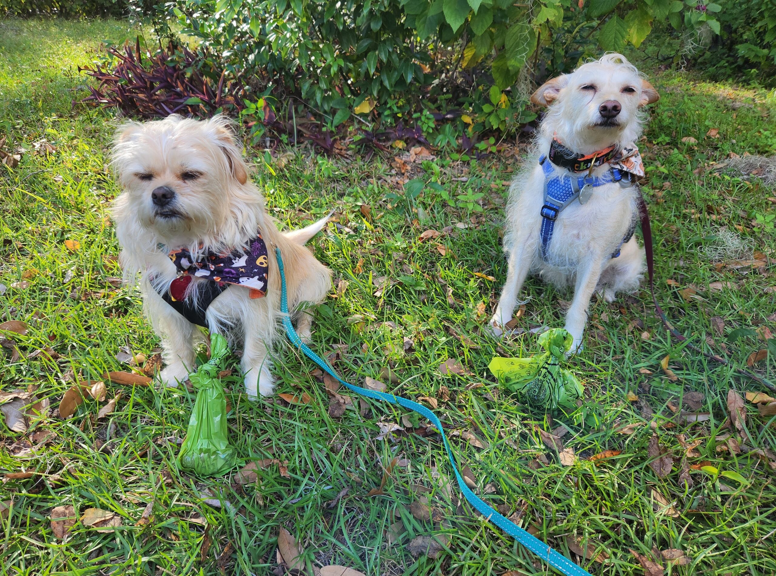 The Original Poop Bags Review - two dogs with poop bags