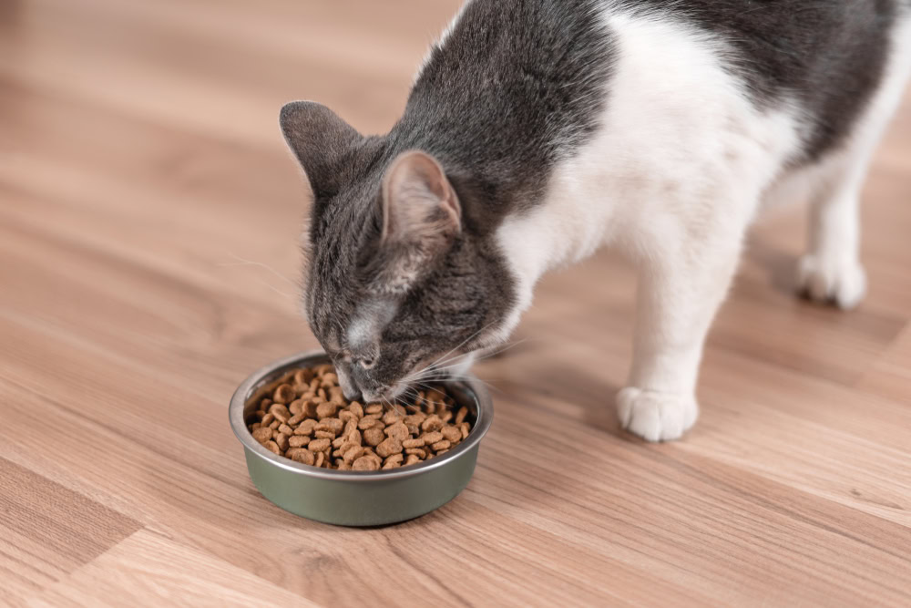 cat eating dry food in a silver bowl