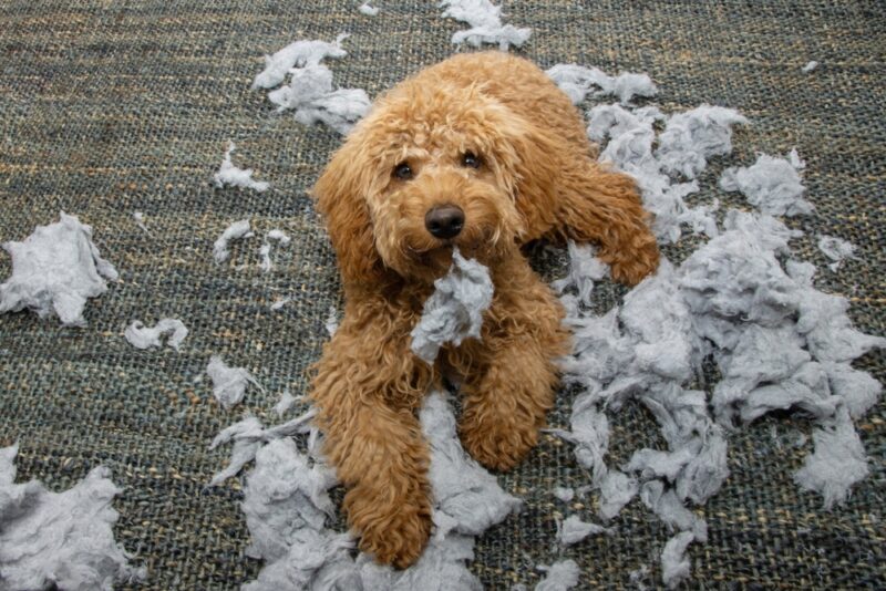 dog getting destructive and biting the cushion