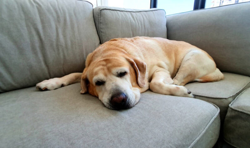 fat dog sleeping on couch