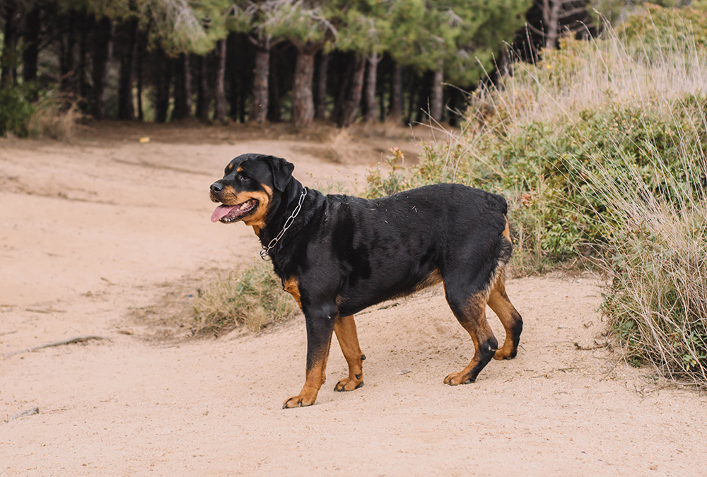 Female german rottweiler dog with docked tail