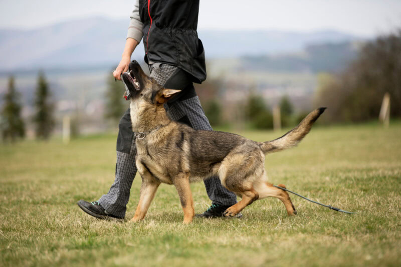 german shepherd dog in obedience training