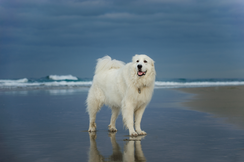 great pyrenees dog standing at the beach