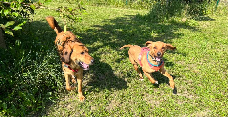 lava and hela running outdoor