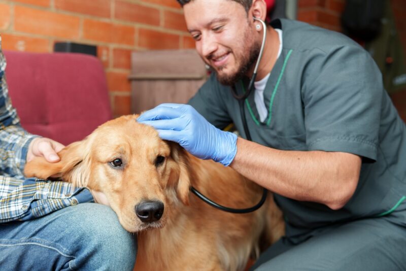 male vet checking up the dog at home