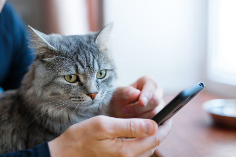 man using his phone with tabby cat on his lap