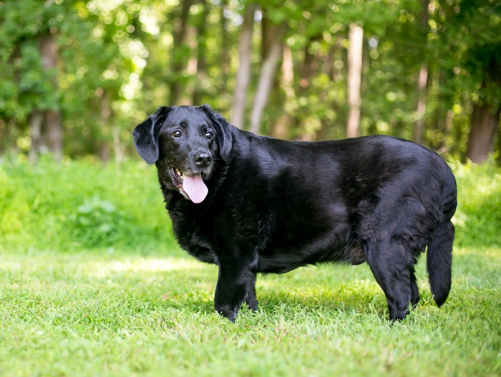 overweight black dog standing in the grass