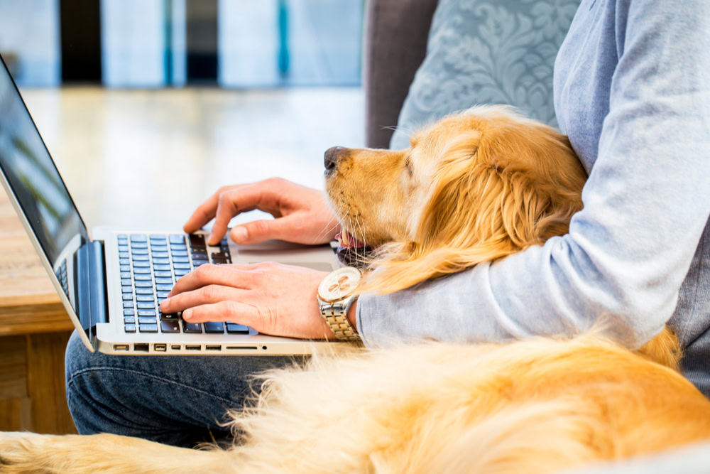 owner with dog on laptop