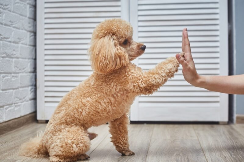 poodle puppy giving paw to trainer