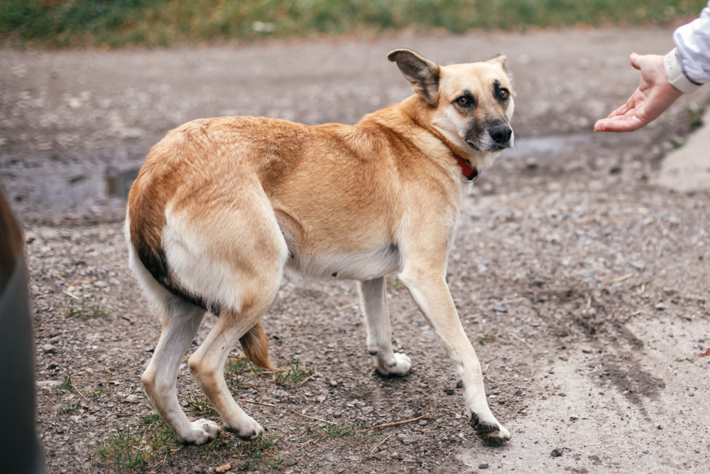 scared dog running away from people