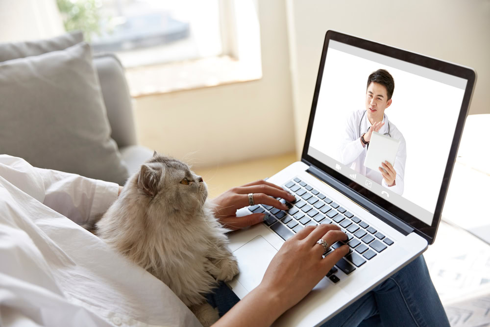 woman consulting vet online with cat on her lap