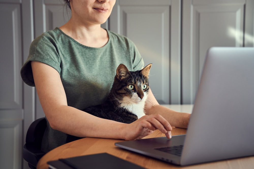 woman using her laptop while her cat is on the lap