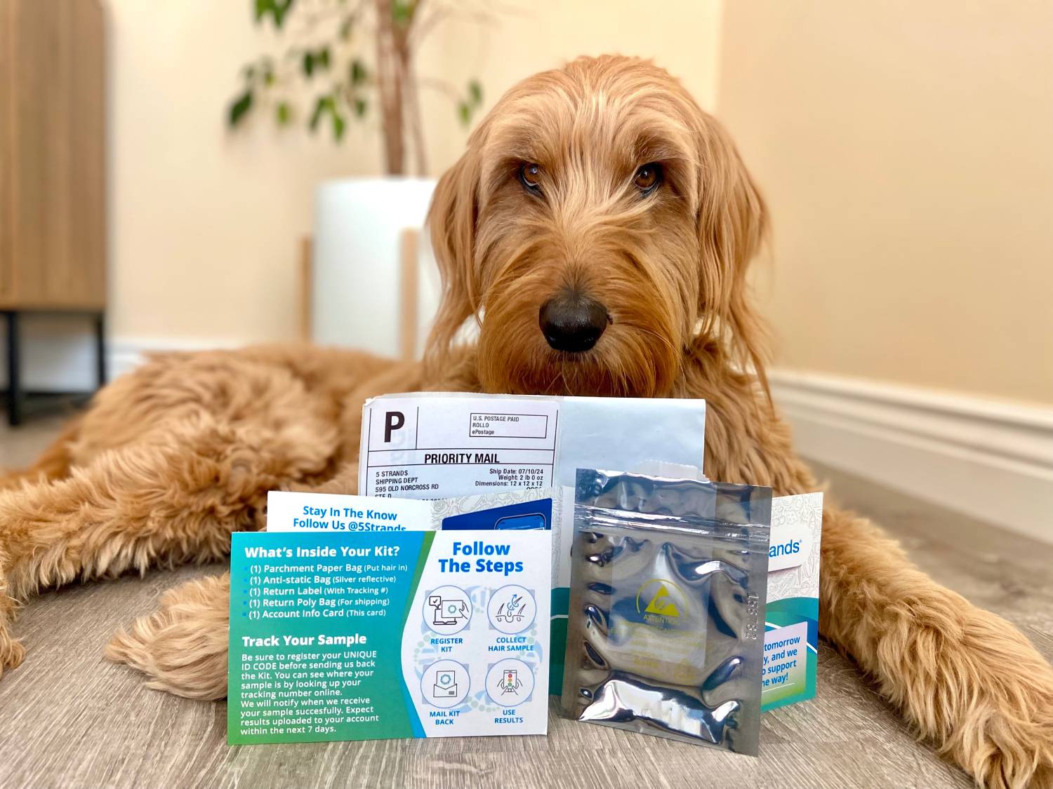 5Strands Pet Intolerances and Imbalances Test Review - Micah with test kit contents