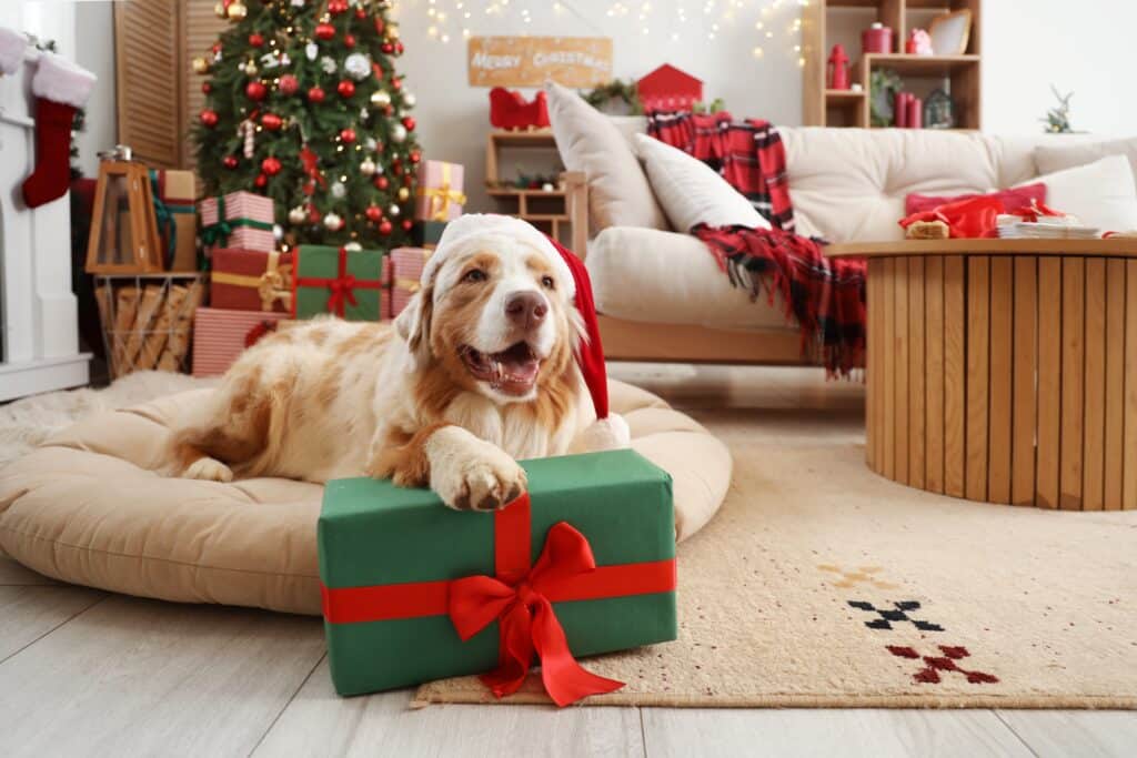 Australian Shepherd Dog In Santa Hat With Dog Christmas Gifts