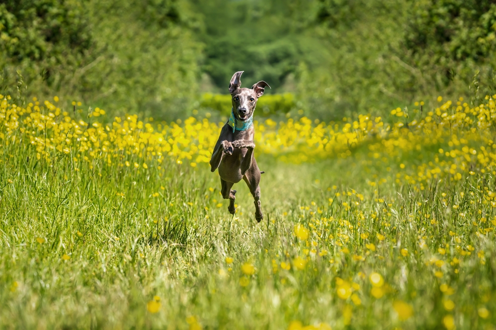 Italian Greyhound dog running in the meadow