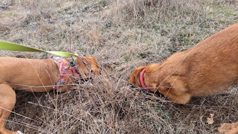 Lava and Hela digging the ground