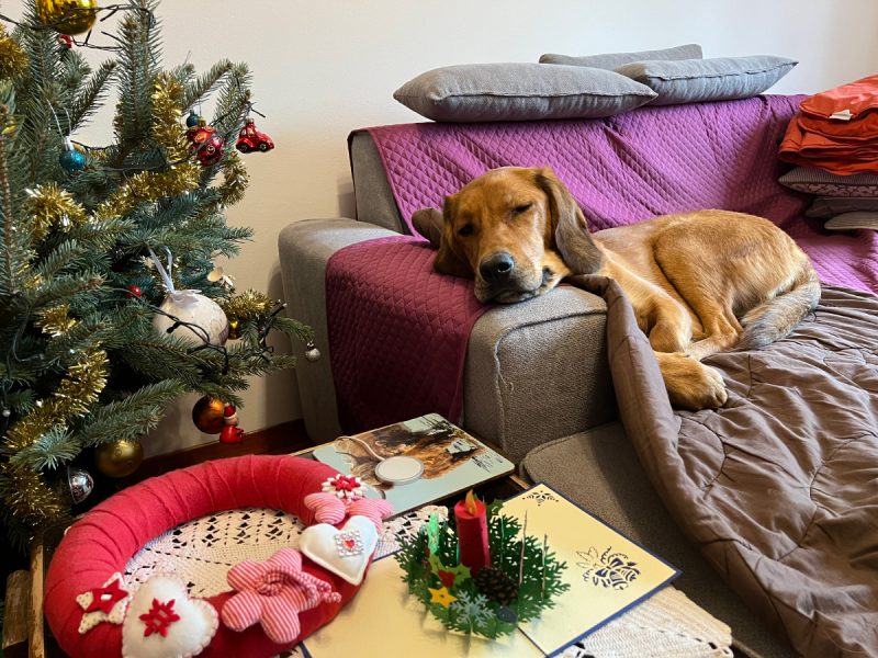 Lava sleeping on the couch by the Christmas tree