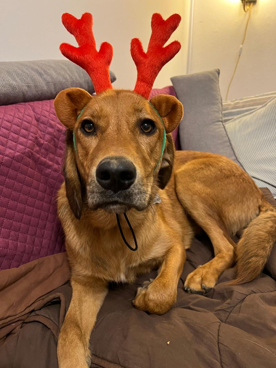 Lava wearing a reindeer headband