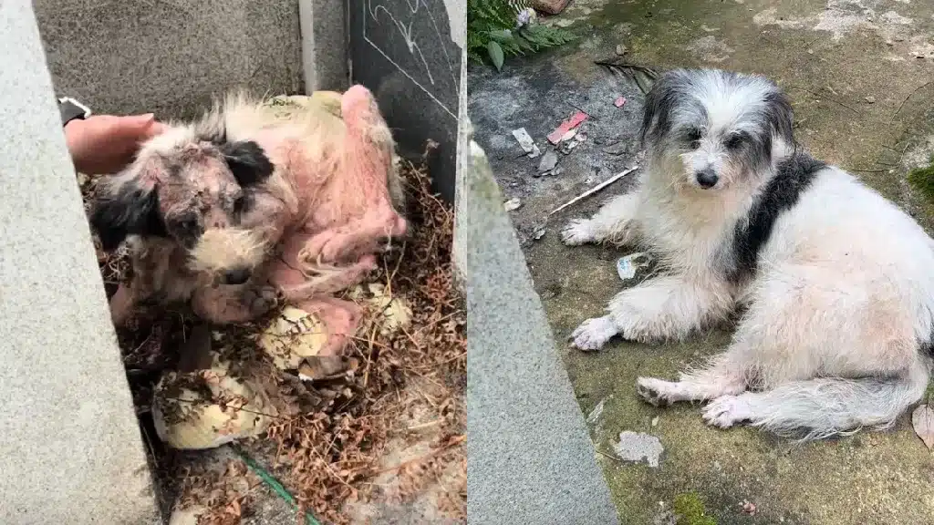 Loyal Dog In China Spent Two Years Guarding Owner'S Grave, Finds Love And Hope Again