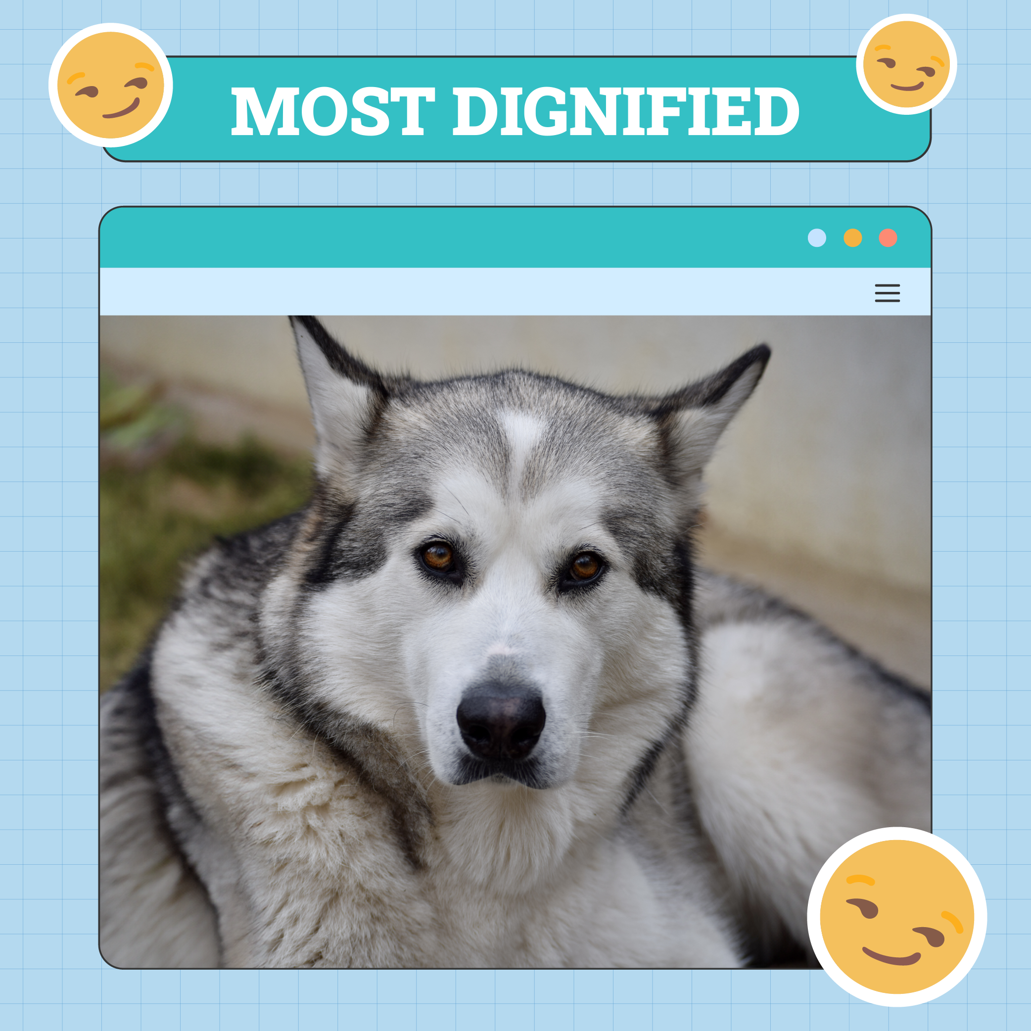 Most Dignified Dog Week