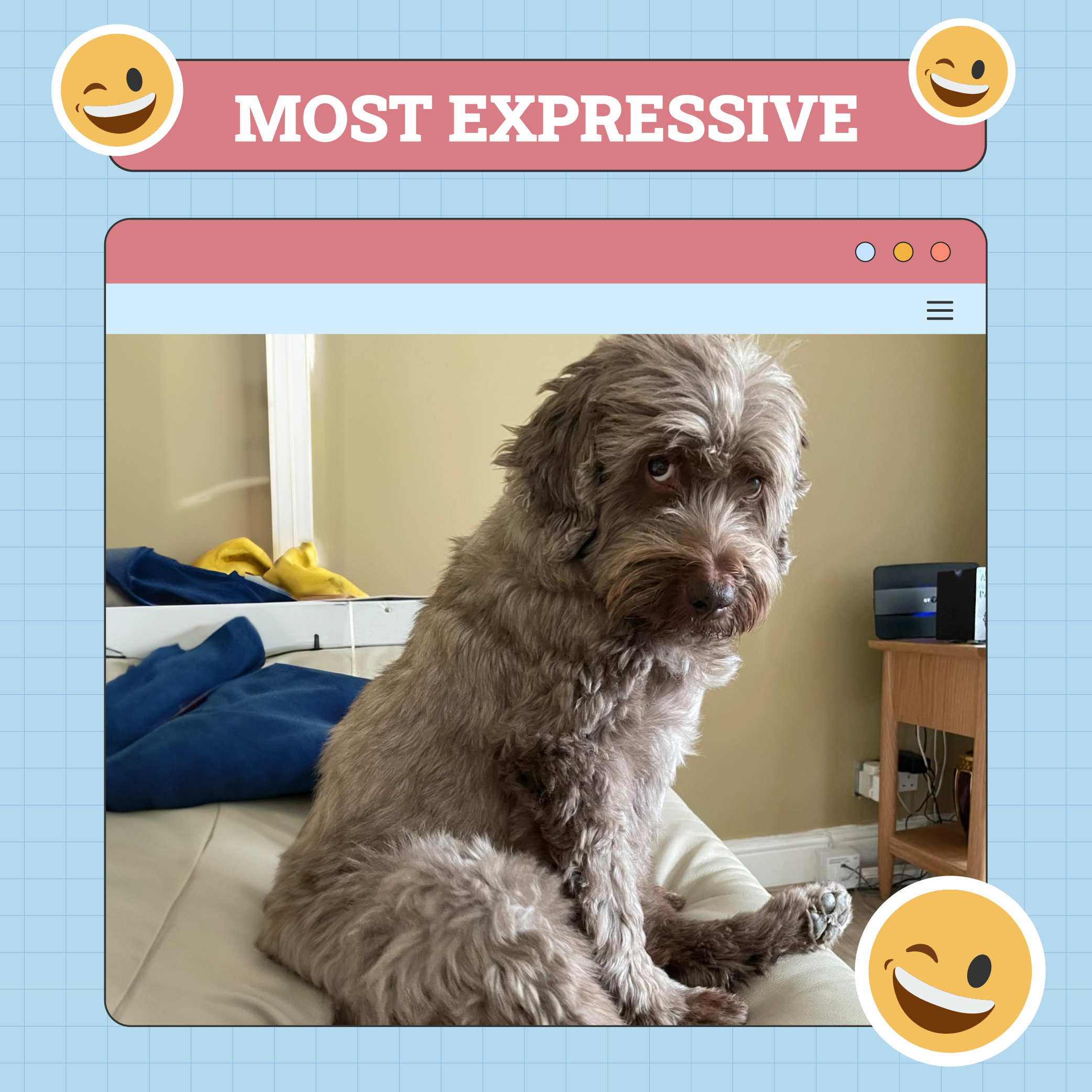 Most Expressive Dog Week