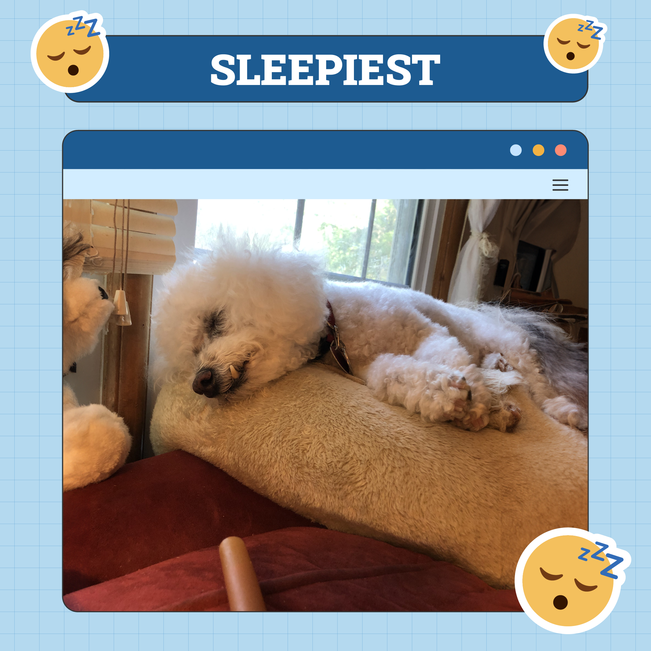 Sleepiest Dog Week